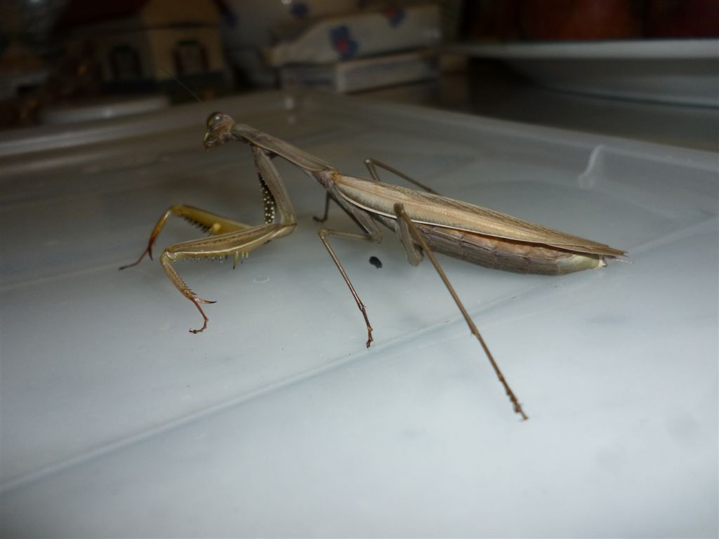 Mantis religiosa?