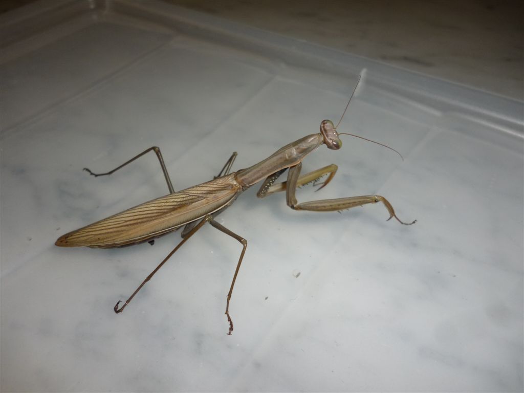 Mantis religiosa?