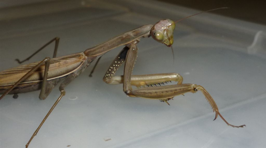 Mantis religiosa?