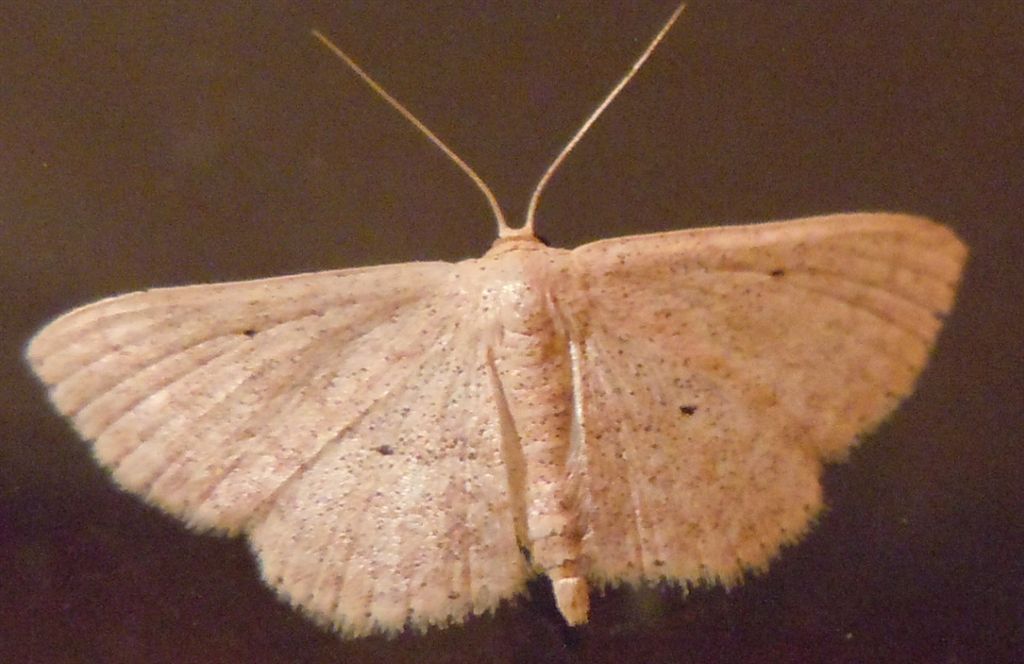 Scopula?