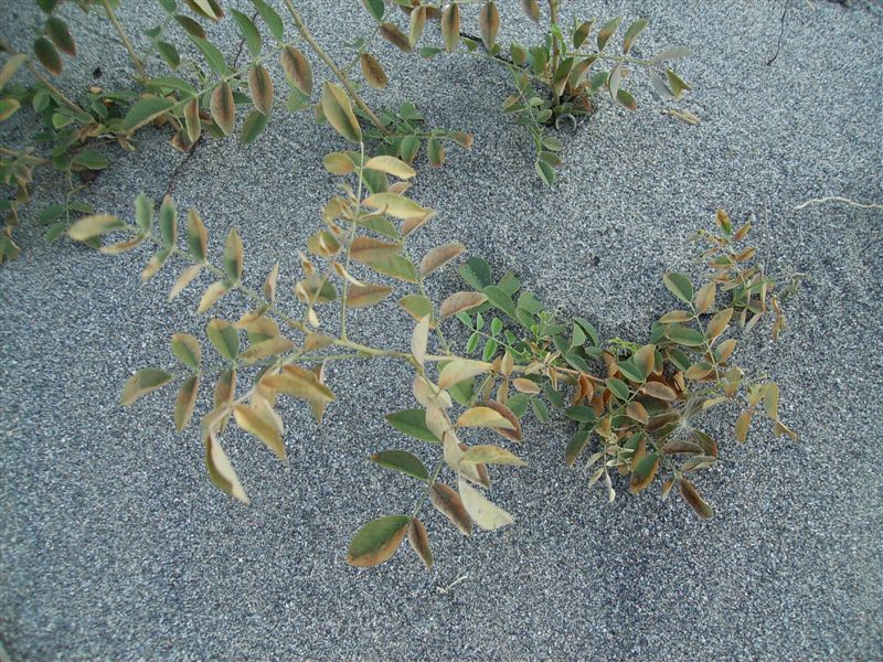 Pianta senza fiore - Glycyrrhiza glabra