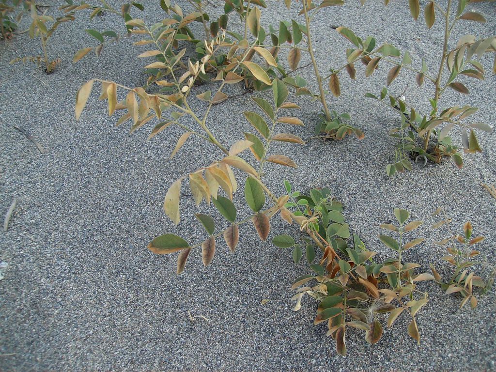 Pianta senza fiore - Glycyrrhiza glabra