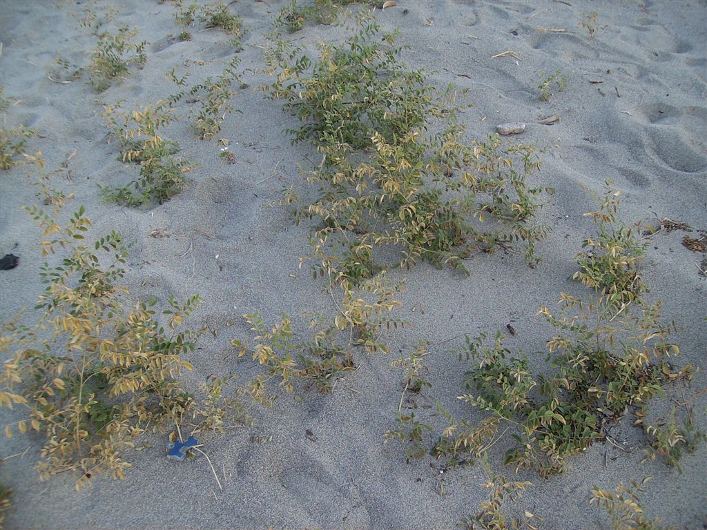 Pianta senza fiore - Glycyrrhiza glabra