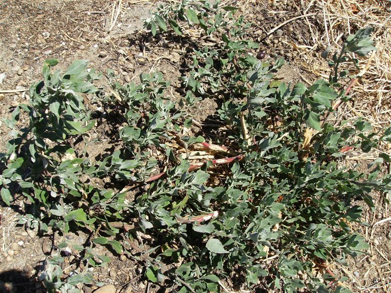 Chenopodium gr. album.