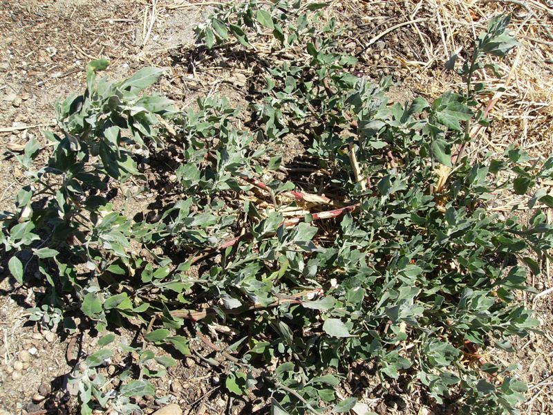 Chenopodium gr. album.