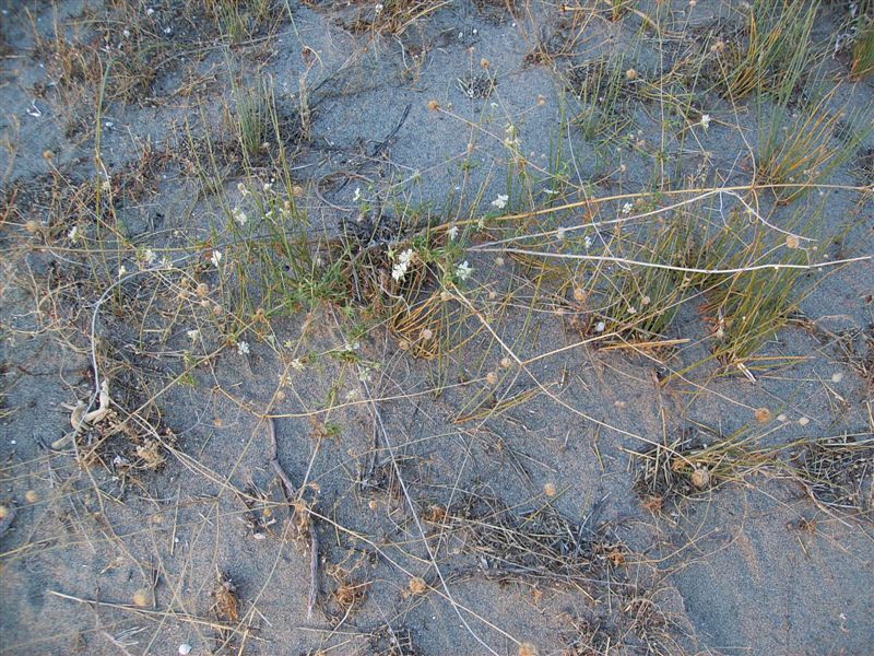 Lomelosia argentea / Vedovella delle spiagge