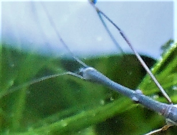 Hydrometridae: Hydrometra stagnorum