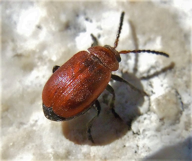 Chrysomelidae: maschio di Galeruca rufa