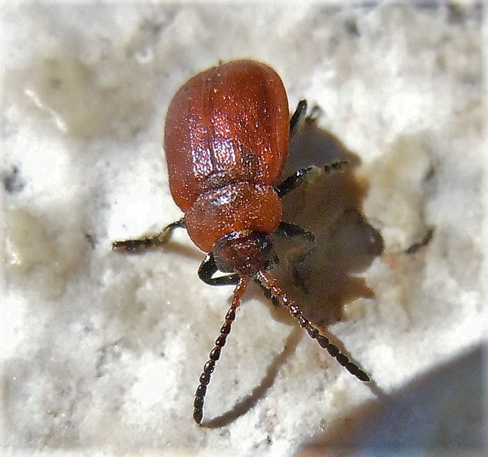 Chrysomelidae: maschio di Galeruca rufa