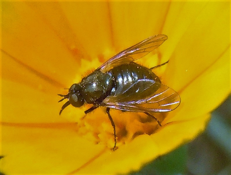Bombyliidae: Usia versicolor?...  Usia sp.