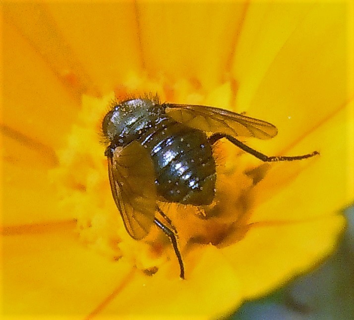 Bombyliidae: Usia versicolor?...  Usia sp.