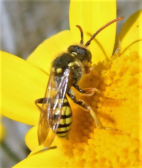 Apidae: Nomada  sp.