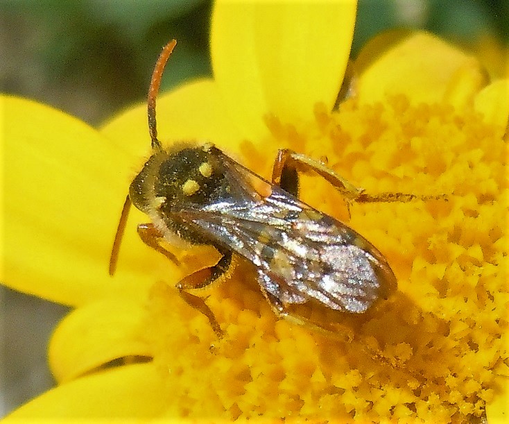 Apidae: Nomada  sp.