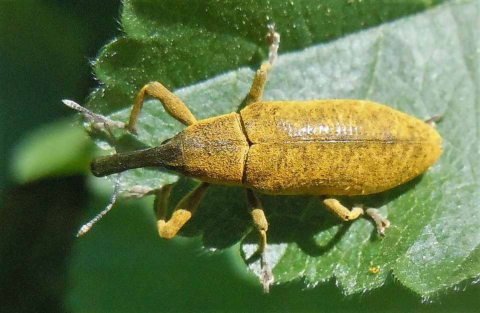 Curculionidae: Lixus pulverulentus? S.