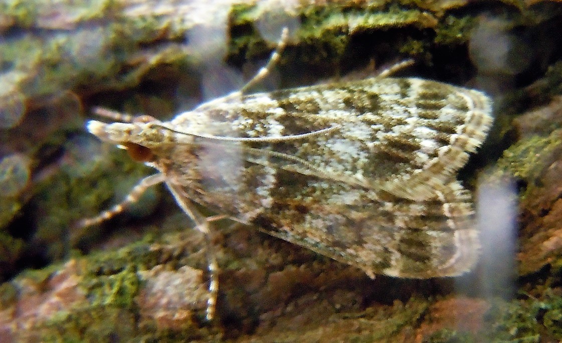 Eudonia ?  cfr. Eudonia mercurella