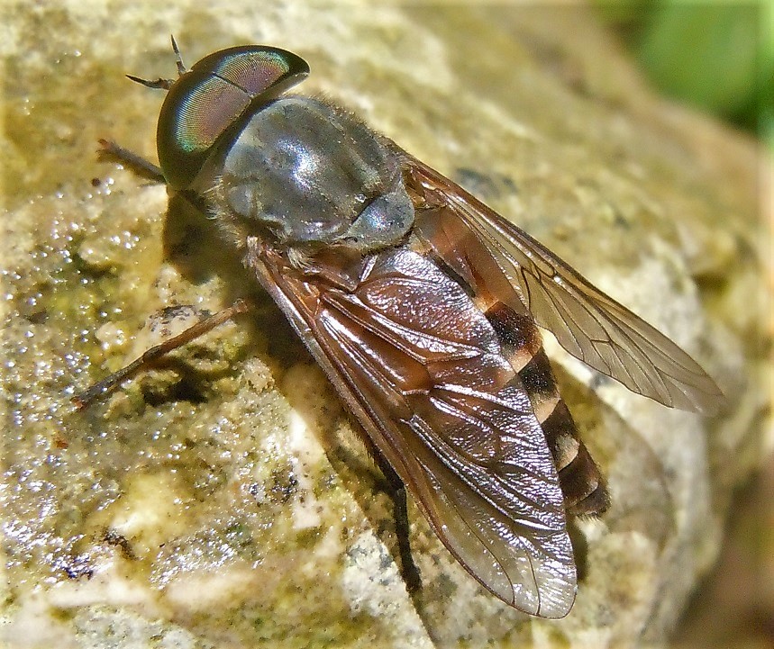 Tabanus autumnalis? No, maschio di T. bovinus