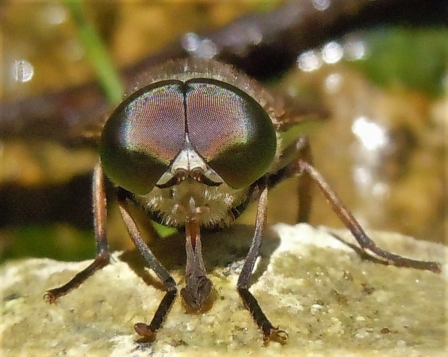 Tabanus autumnalis? No, maschio di T. bovinus