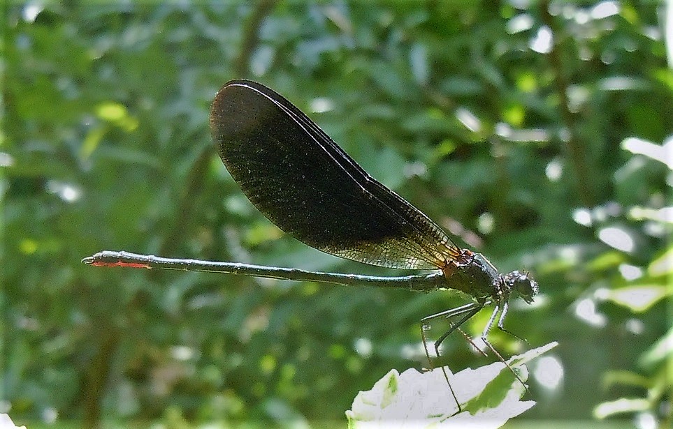 Calopteryx virgo?  No, Calopteryx haemorrhoidalis