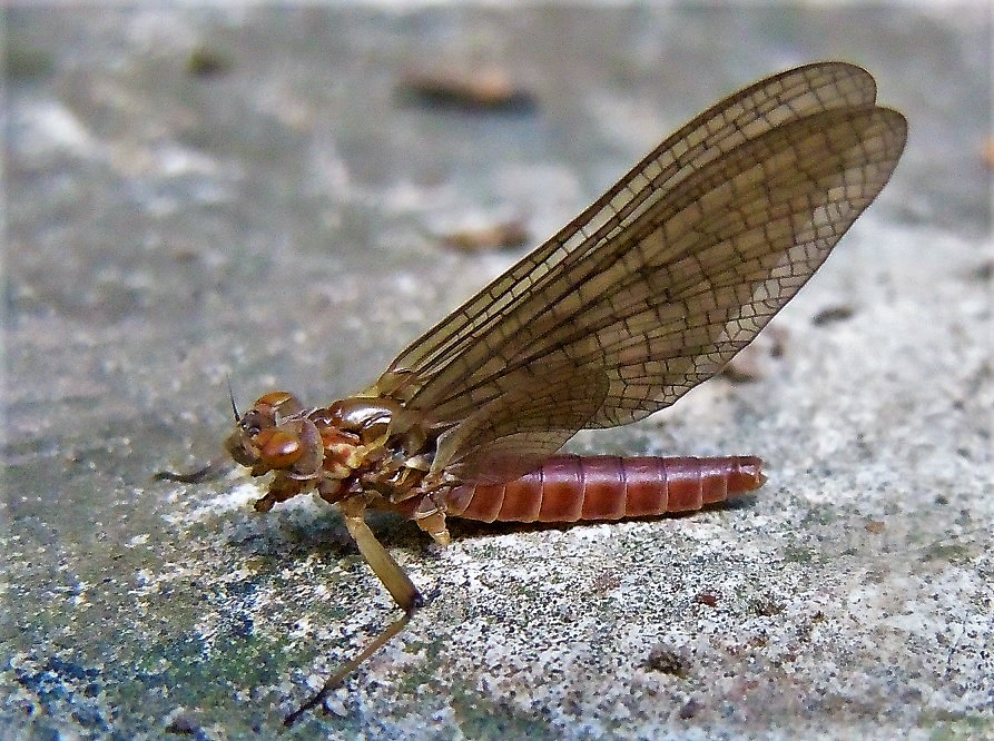 Baetis? No, Heptageniidae: cfr. Electrogena sp.