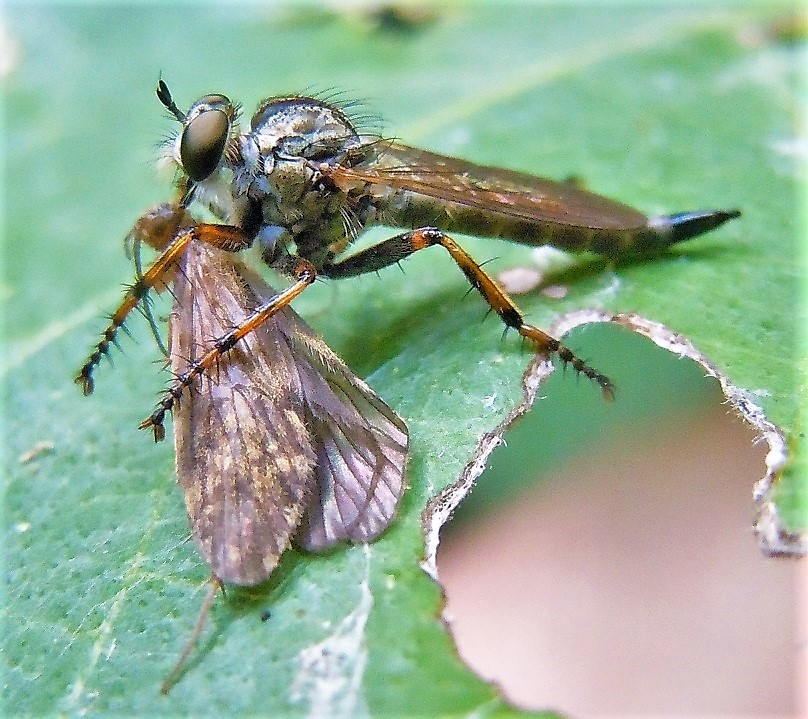 Asilidae preda un tricottero: Tolmerus cingulatus, femmina