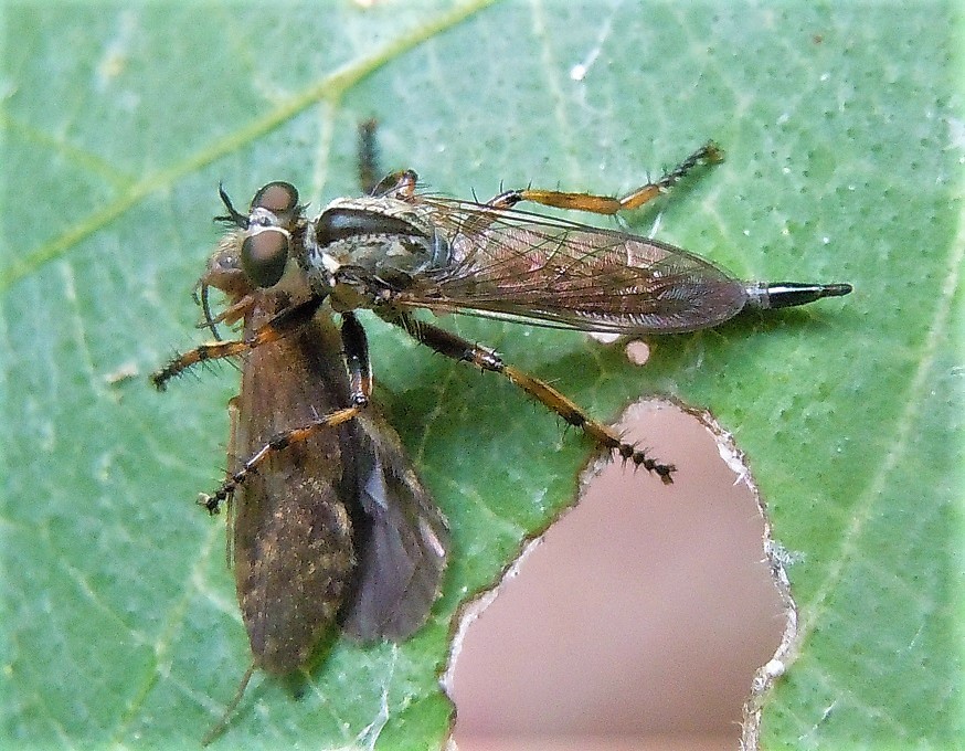 Asilidae preda un tricottero: Tolmerus cingulatus, femmina