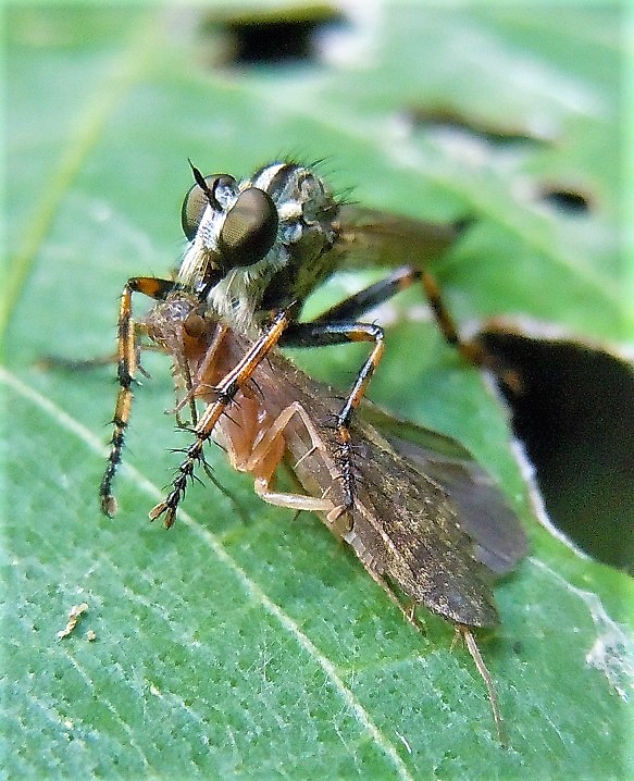 Asilidae preda un tricottero: Tolmerus cingulatus, femmina