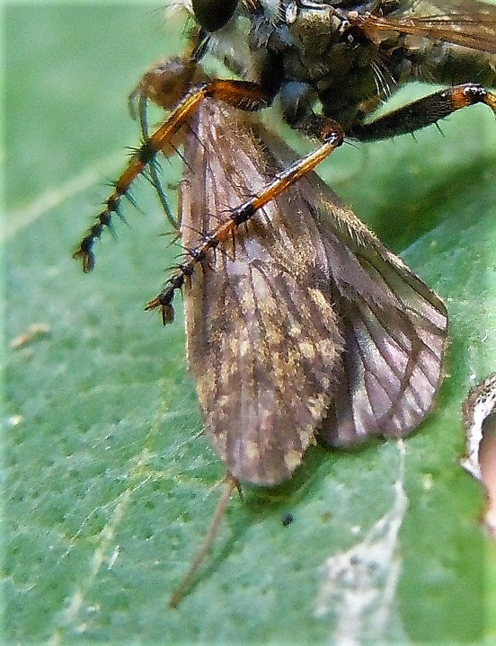 Tricottero predato:  fam. Polycentropodidae