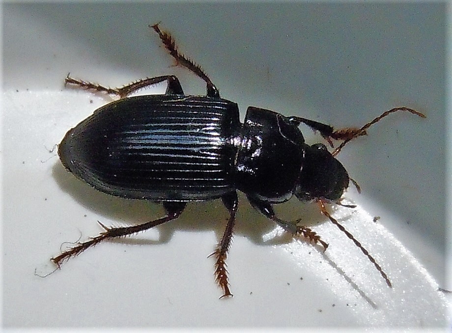 Harpalus?