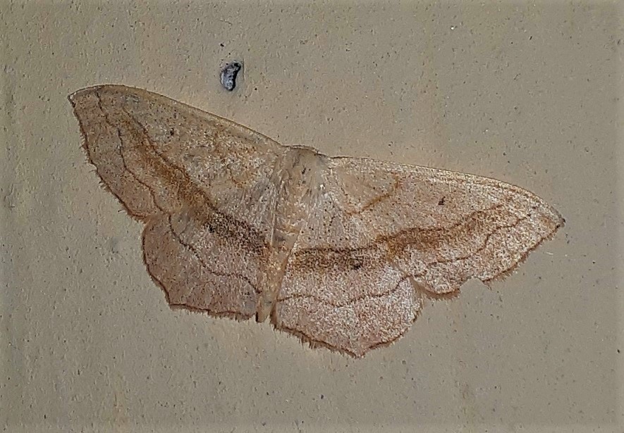 Scopula (Calothysanis) imitaria - Geometridae