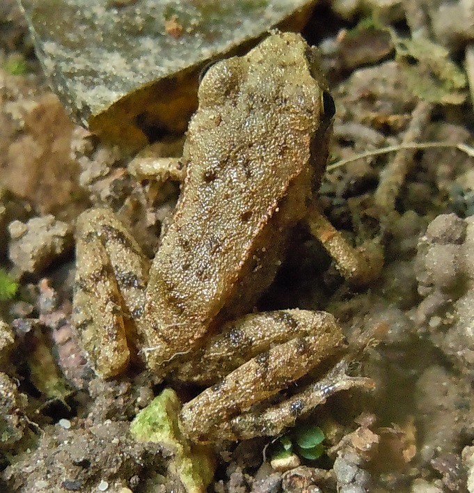 Piccole rane - Rana italica