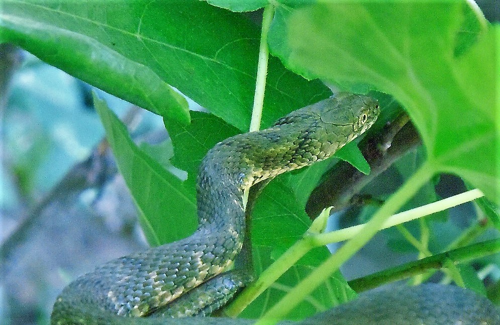 Natrix tessellata?  S !