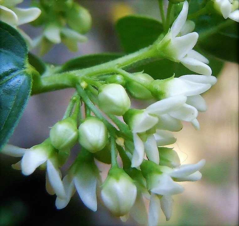 Vincetoxicum hirundinaria (Apocynaceae) ?   S !