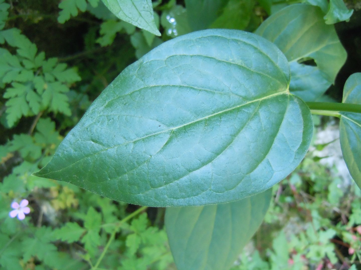 Vincetoxicum hirundinaria (Apocynaceae) ?   S !