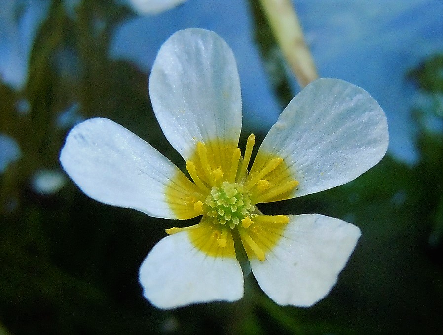 Ranunculus trichophyllus / Ranuncolo a foglie capillari