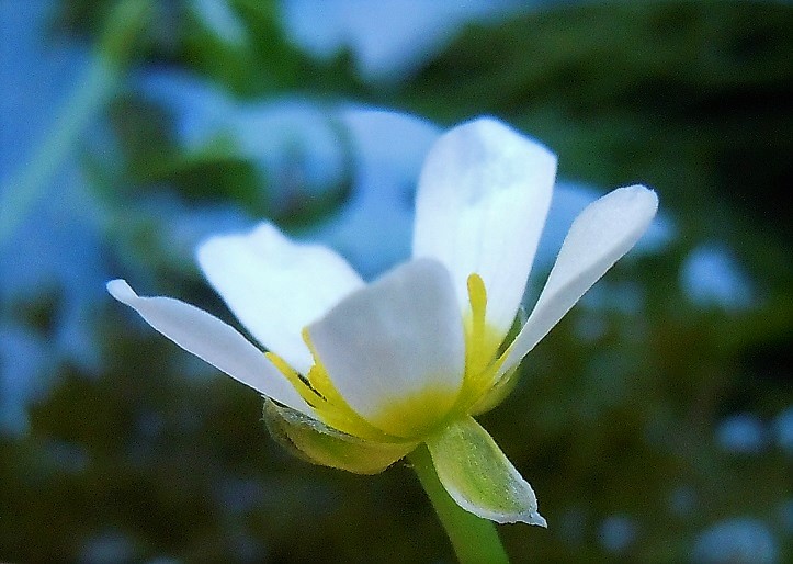 Ranunculus trichophyllus / Ranuncolo a foglie capillari