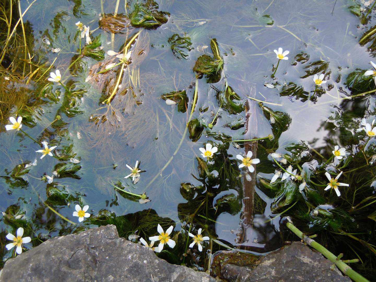 Ranunculus trichophyllus / Ranuncolo a foglie capillari