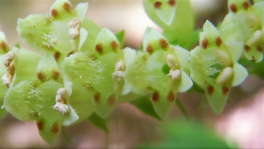 Digitalis lutea