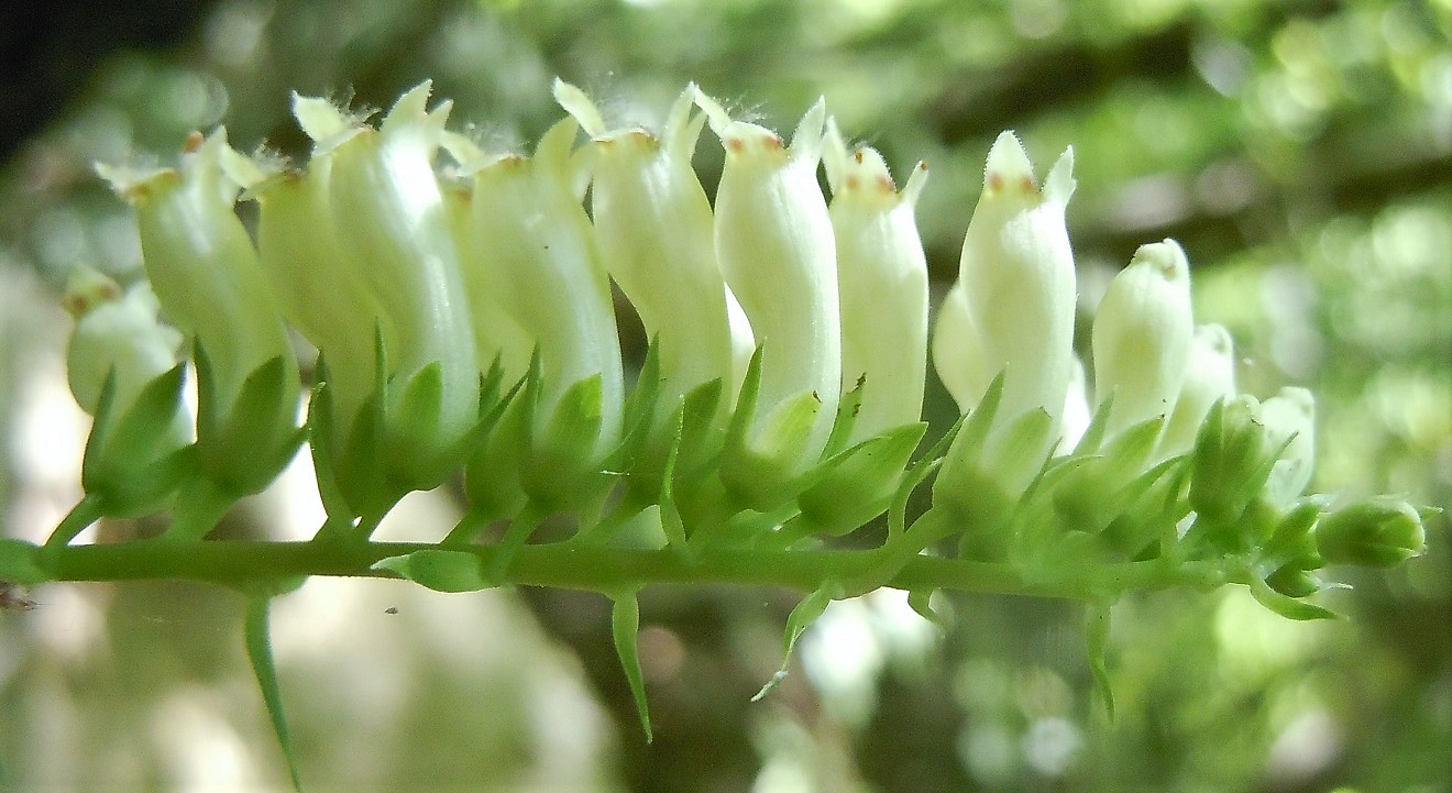Digitalis lutea