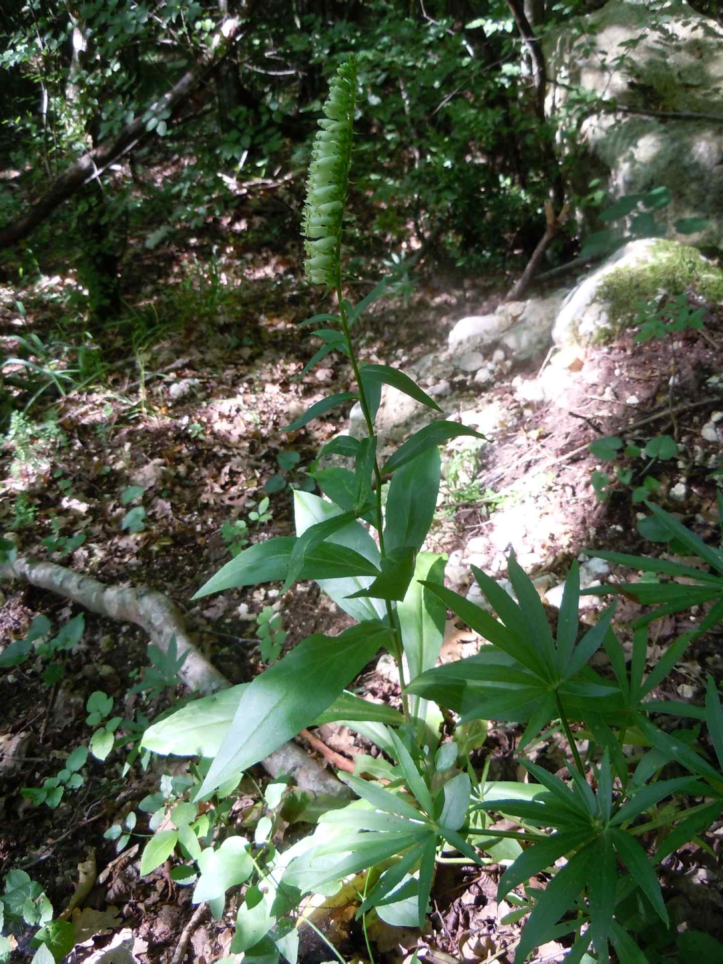 Digitalis lutea