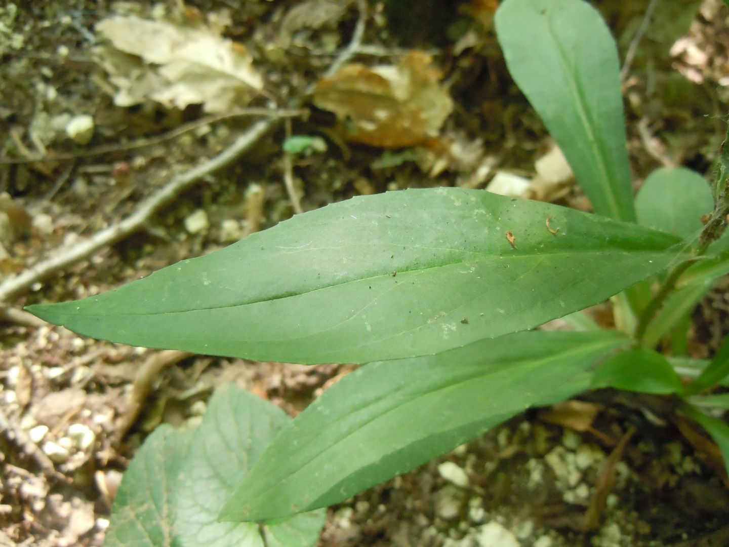 Digitalis lutea