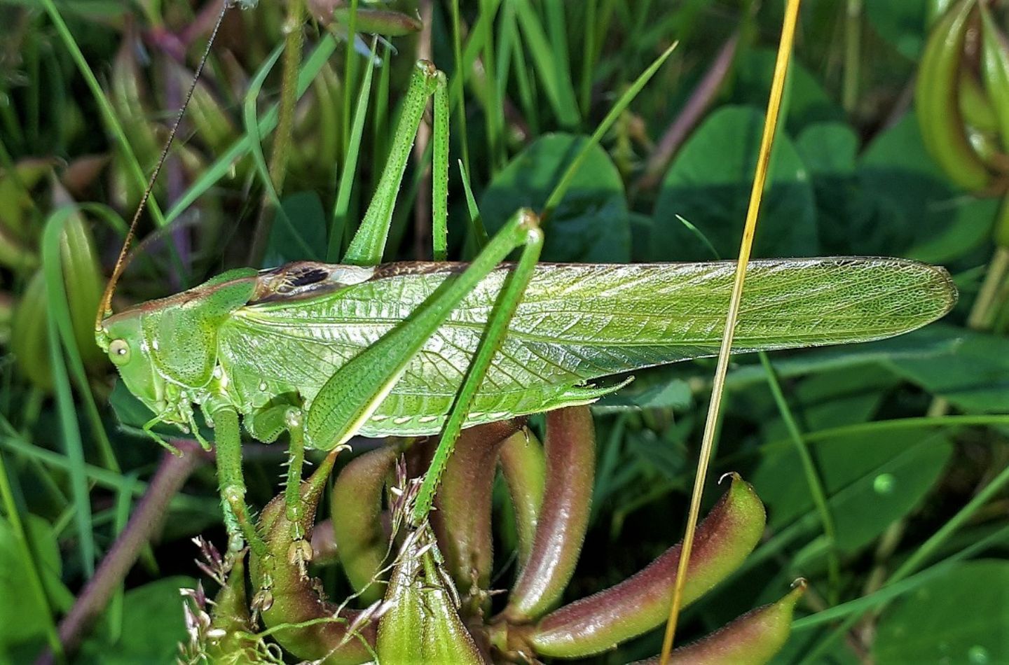 Tettigonia viridissima?  S !