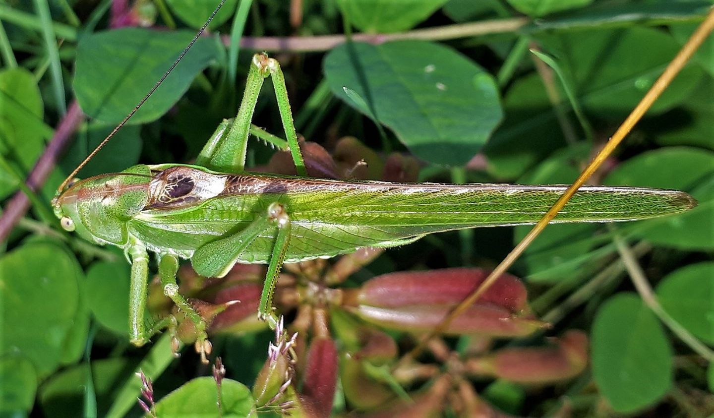 Tettigonia viridissima?  S !