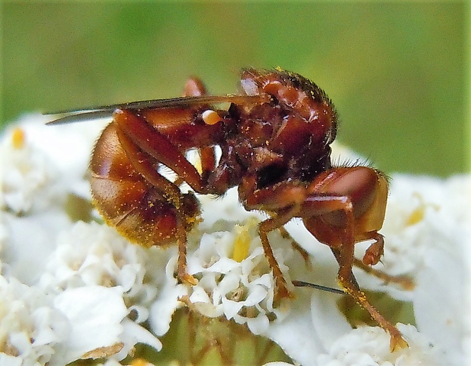 Conopidae: Sicus ferrugineus?  S !