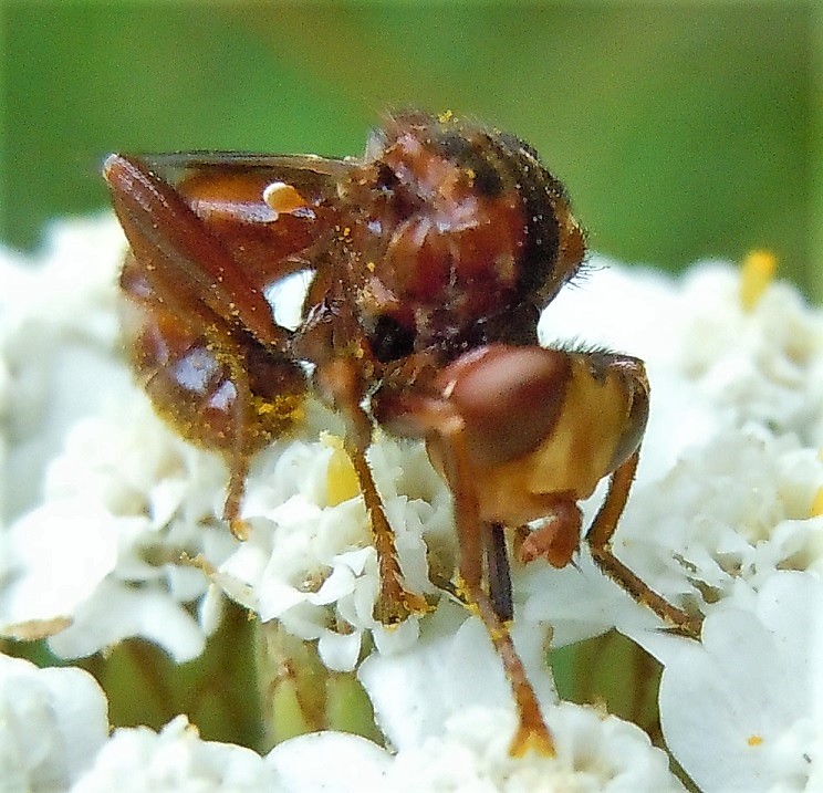 Conopidae: Sicus ferrugineus?  S !