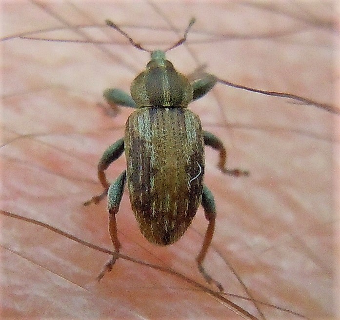 Curculionidae: Hypera postica?  No, Hypera plantaginis