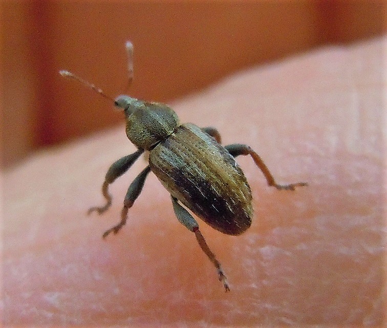 Curculionidae: Hypera postica?  No, Hypera plantaginis