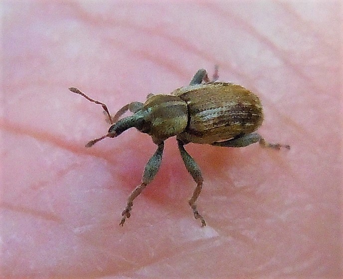 Curculionidae: Hypera postica?  No, Hypera plantaginis