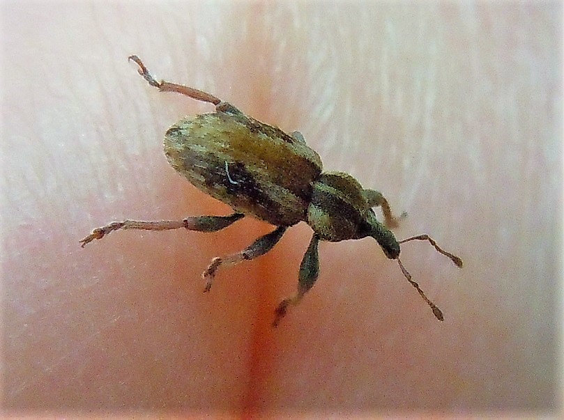 Curculionidae: Hypera postica?  No, Hypera plantaginis