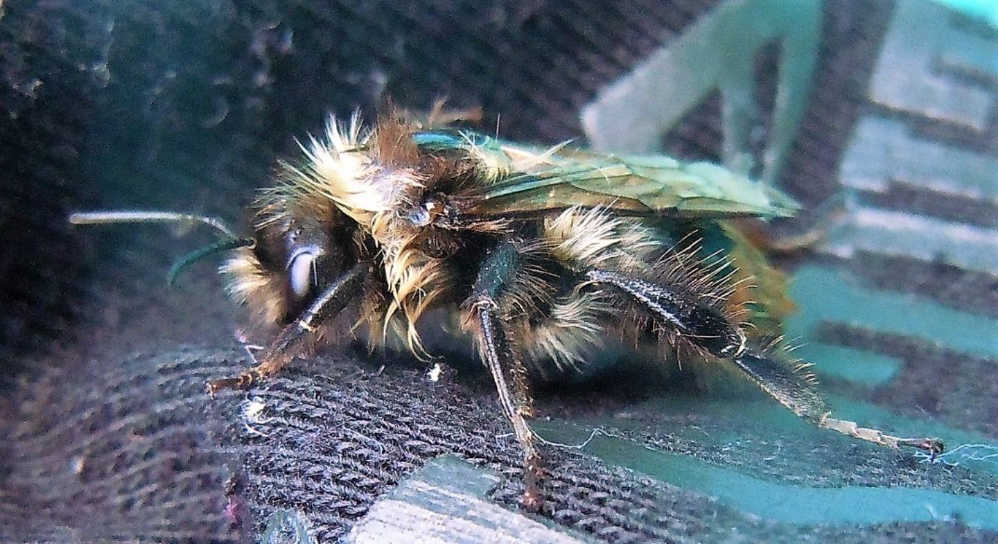 Bombo in difficolt...per vecchiaia:  forse Bombus lapidarius decipiens