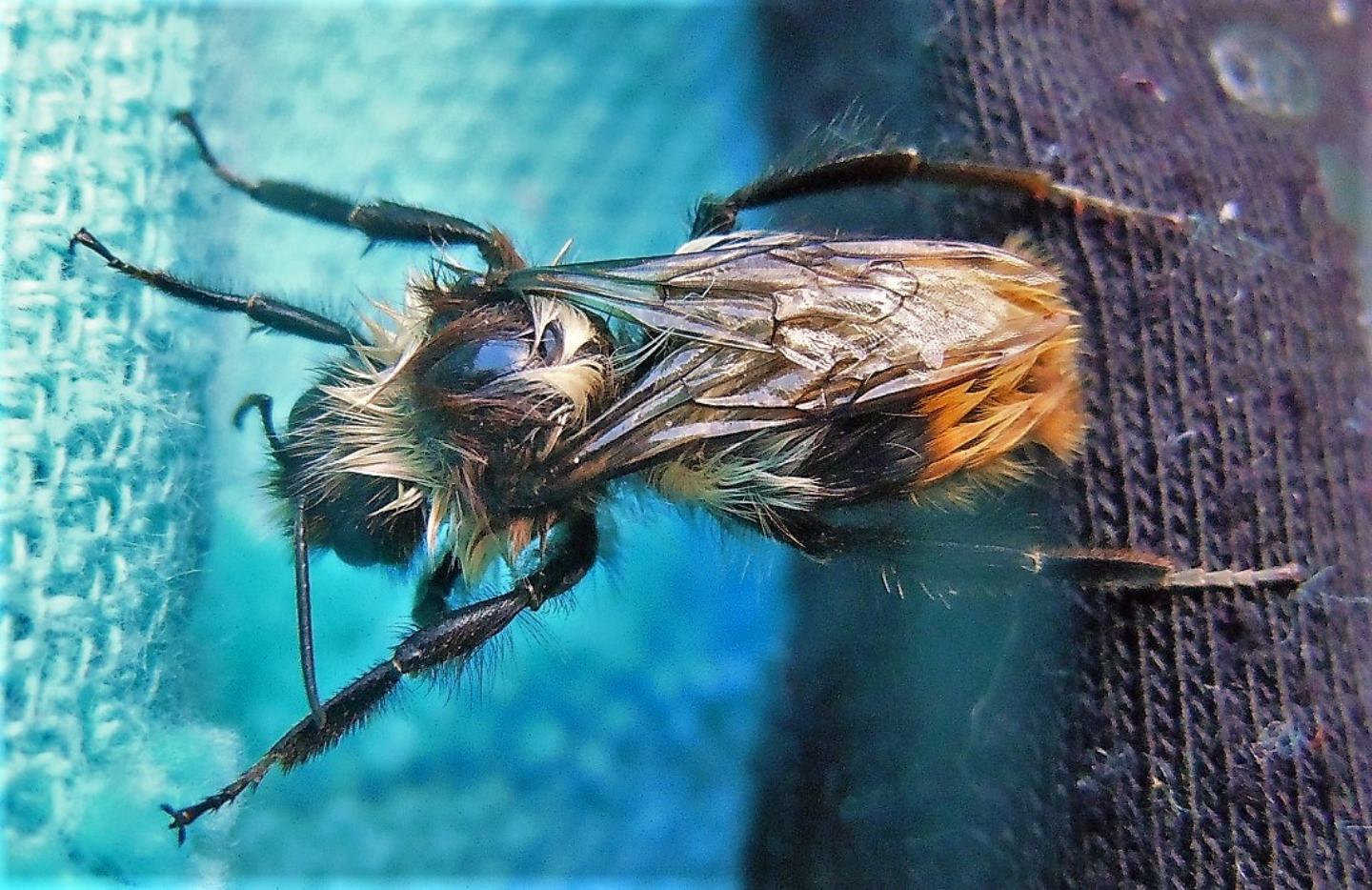 Bombo in difficolt...per vecchiaia:  forse Bombus lapidarius decipiens